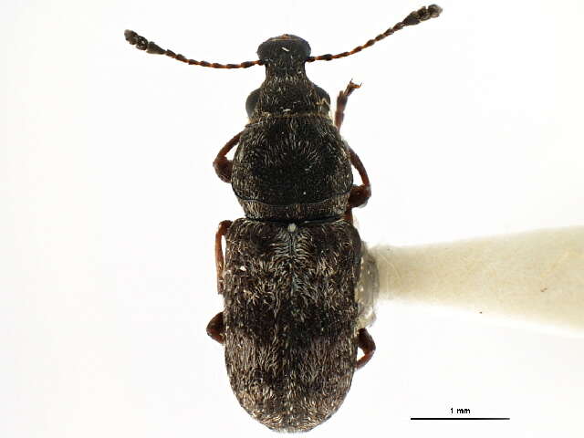 Image of Anthribinae