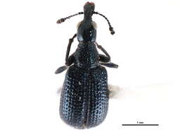 Image of Rhynchitinae