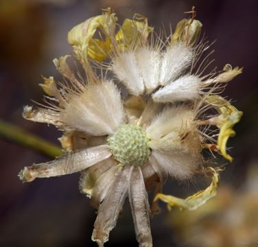 Image of Shockley's goldenhead