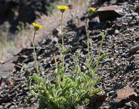 Plancia ëd Hulsea vestita subsp. inyoensis (Keck) Wilken