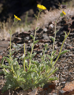 Plancia ëd Hulsea vestita subsp. inyoensis (Keck) Wilken