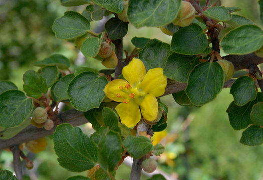 Imagem de Fremontodendron californicum (Torr.) Coult.