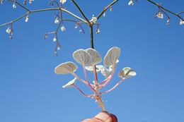 Image of Parry's buckwheat