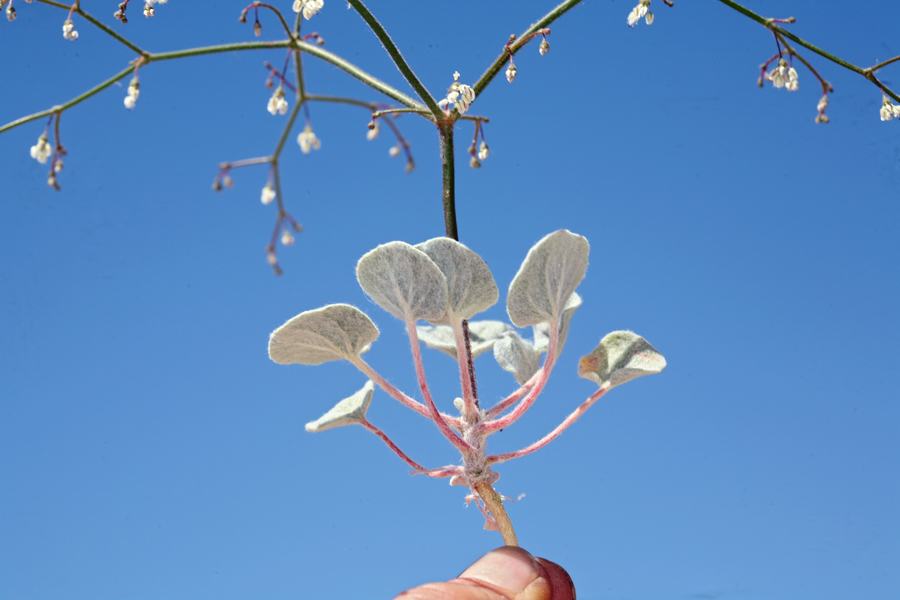 Imagem de Eriogonum brachypodum Torr. & Gray