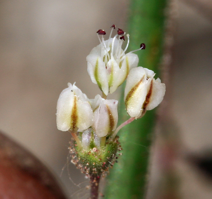 Imagem de Eriogonum brachypodum Torr. & Gray