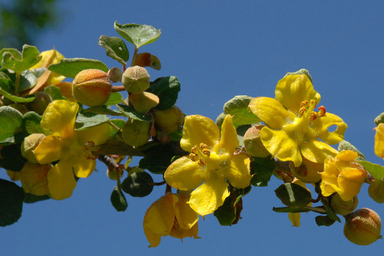 Image of California flannelbush