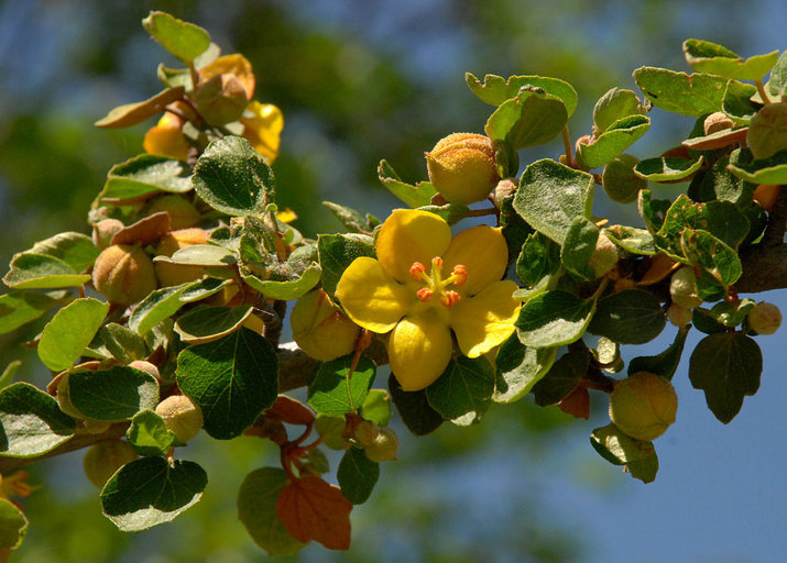 Sivun Fremontodendron californicum (Torr.) Coult. kuva