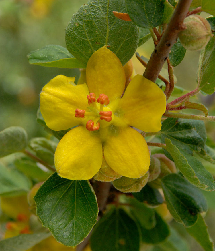 Sivun Fremontodendron californicum (Torr.) Coult. kuva