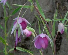 Image de Calochortus amoenus Greene