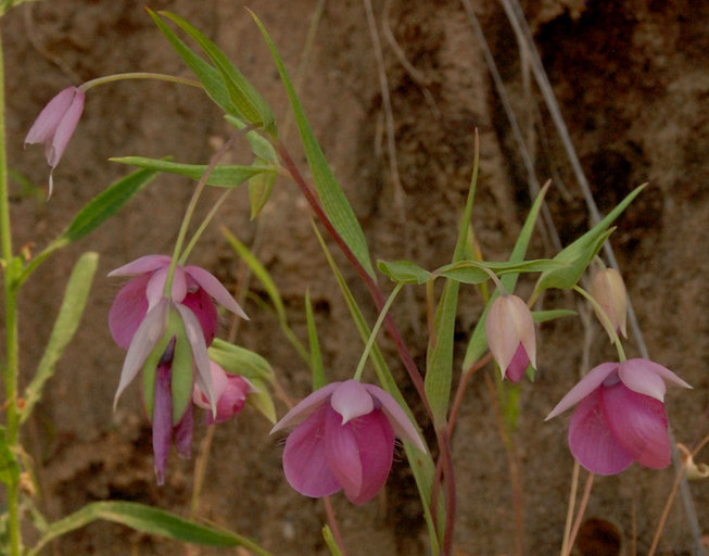 Image de Calochortus amoenus Greene