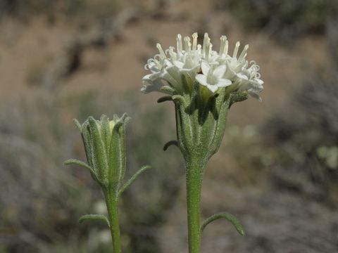 Image of fleshcolor pincushion