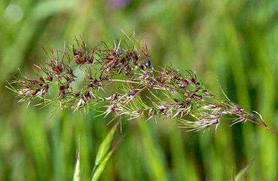 Image of bulbous bluegrass