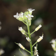 Image of Mojave halimolobos