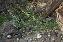 Plancia ëd Caulanthus glaucus S. Watson