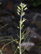 Plancia ëd Caulanthus glaucus S. Watson