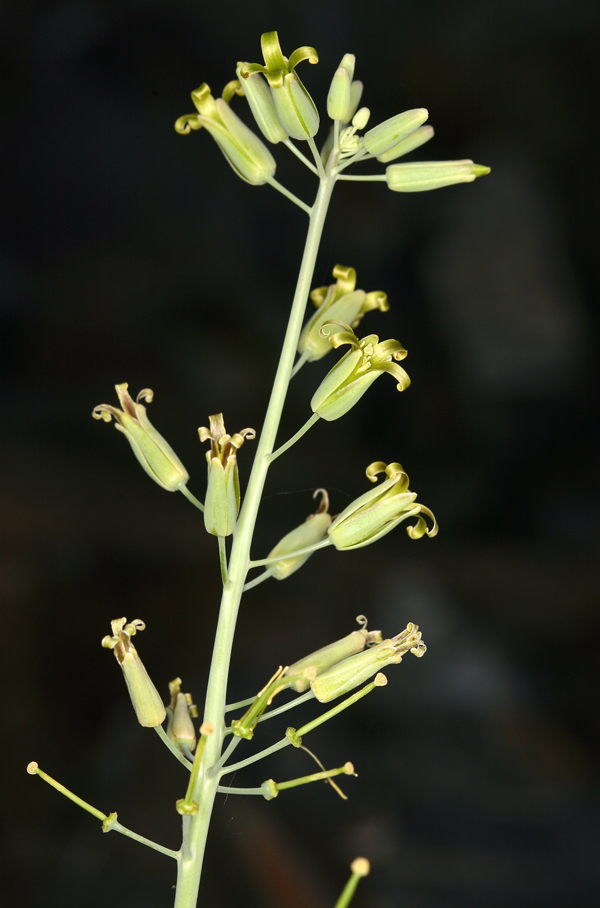 Plancia ëd Caulanthus glaucus S. Watson