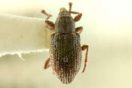 Image of Notiodes