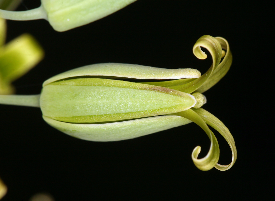 Plancia ëd Caulanthus glaucus S. Watson