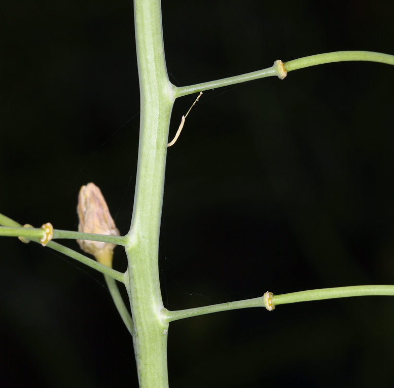 Plancia ëd Caulanthus glaucus S. Watson