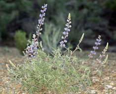 Image of bluebonnet lupine