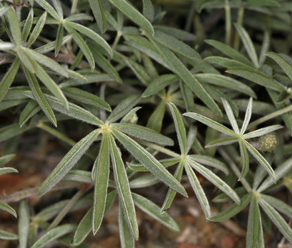 Image of bluebonnet lupine