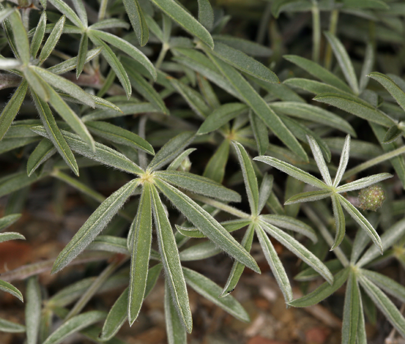 Imagem de Lupinus argenteus var. palmeri (S. Watson) Barneby