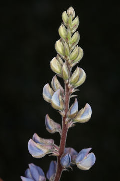 Image of bluebonnet lupine