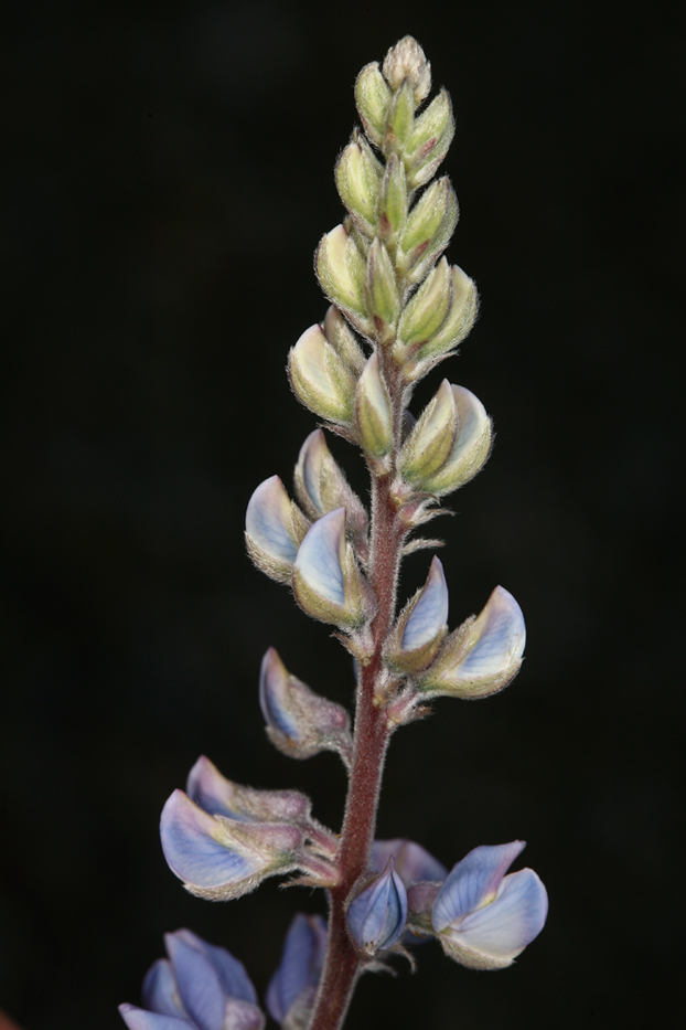 Imagem de Lupinus argenteus var. palmeri (S. Watson) Barneby