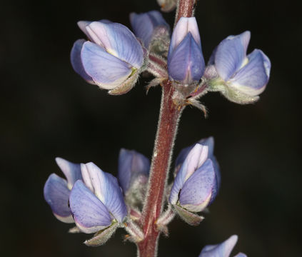 Imagem de Lupinus argenteus var. palmeri (S. Watson) Barneby