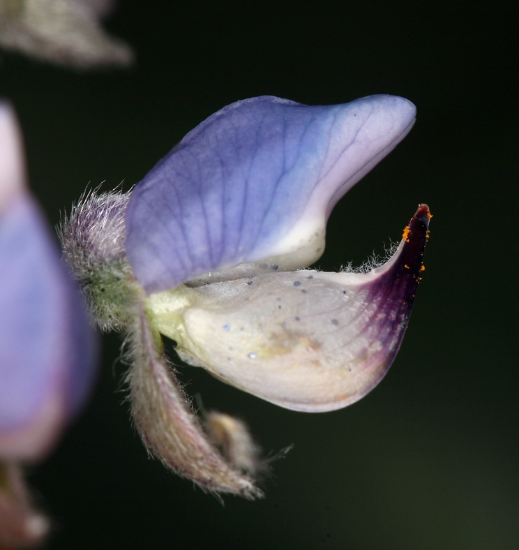 Imagem de Lupinus argenteus var. palmeri (S. Watson) Barneby