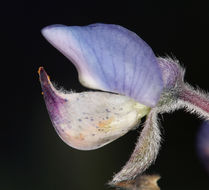 Image of bluebonnet lupine