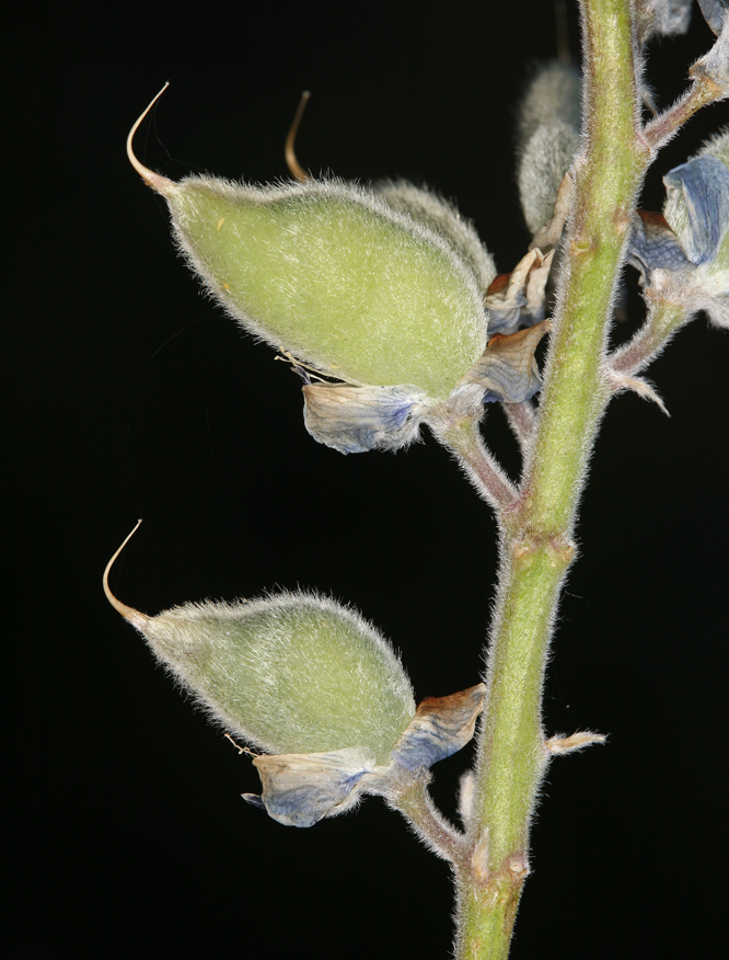 Image of bluebonnet lupine