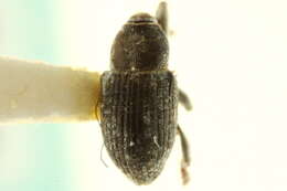 Image of Notiodes