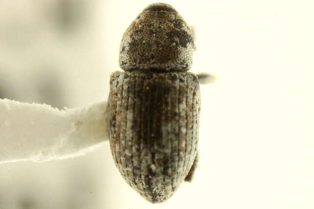 Image of Notiodes