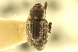 Image of Notiodes