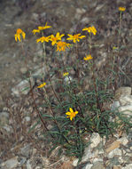 Image de Heliomeris multiflora var. nevadensis (A. Nels.) Yates