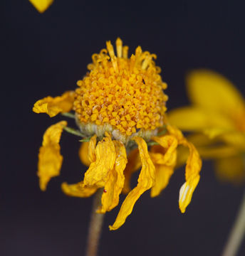 Image de Heliomeris multiflora var. nevadensis (A. Nels.) Yates