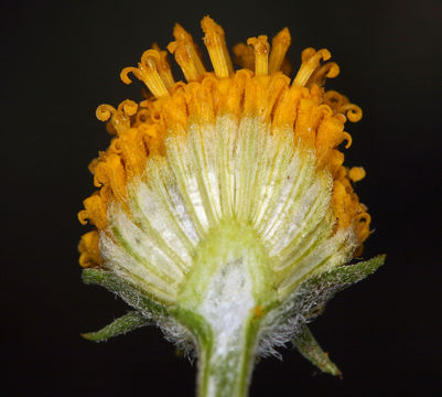 Image de Heliomeris multiflora var. nevadensis (A. Nels.) Yates