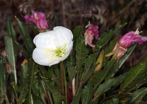 Oenothera cespitosa subsp. marginata (Nutt. ex Hook. & Arn.) Munz resmi