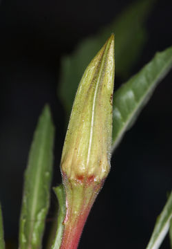 Image de Oenothera cespitosa subsp. marginata (Nutt. ex Hook. & Arn.) Munz