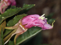 Imagem de Oenothera cespitosa subsp. marginata (Nutt. ex Hook. & Arn.) Munz