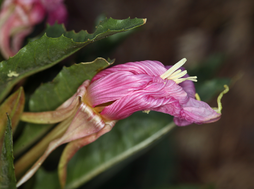 Oenothera cespitosa subsp. marginata (Nutt. ex Hook. & Arn.) Munz resmi