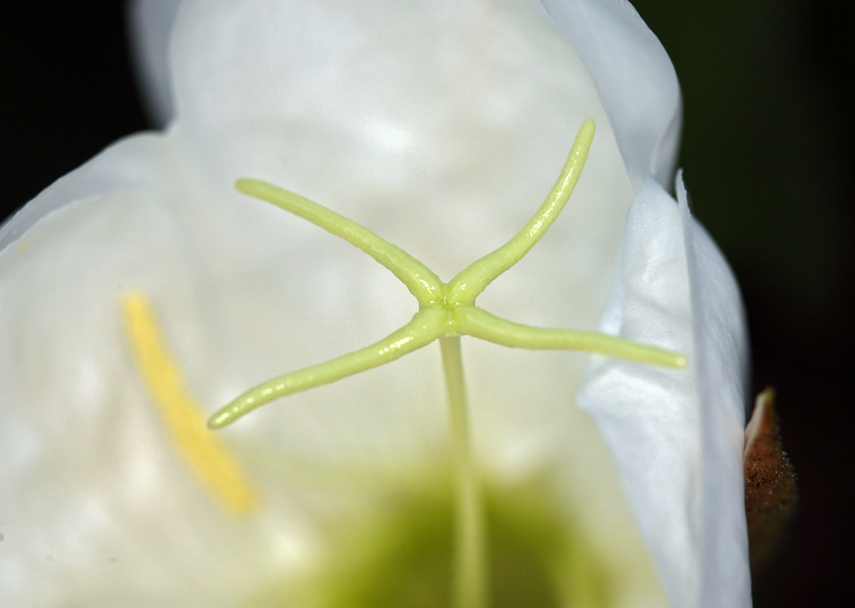 Imagem de Oenothera cespitosa subsp. marginata (Nutt. ex Hook. & Arn.) Munz