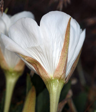 Oenothera cespitosa subsp. marginata (Nutt. ex Hook. & Arn.) Munz resmi