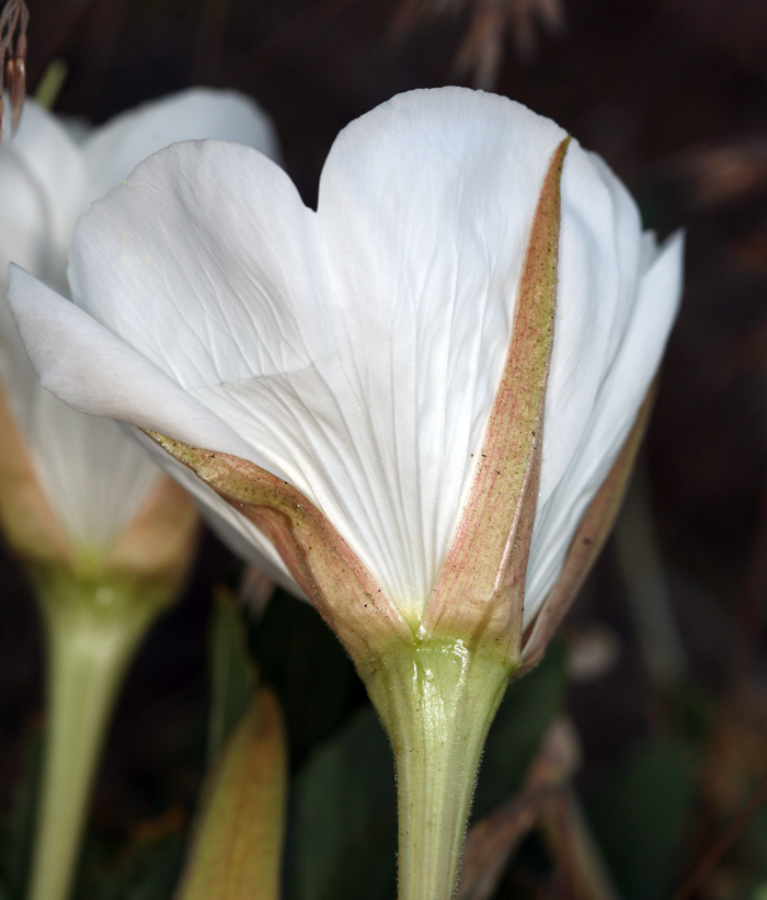 Imagem de Oenothera cespitosa subsp. marginata (Nutt. ex Hook. & Arn.) Munz