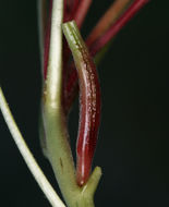 Imagem de Oenothera cespitosa subsp. marginata (Nutt. ex Hook. & Arn.) Munz