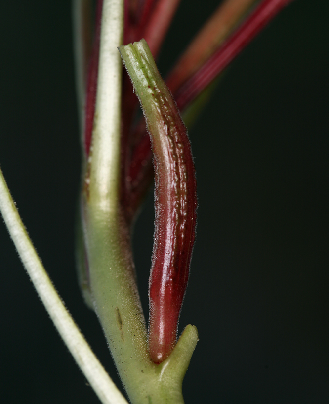 Oenothera cespitosa subsp. marginata (Nutt. ex Hook. & Arn.) Munz resmi