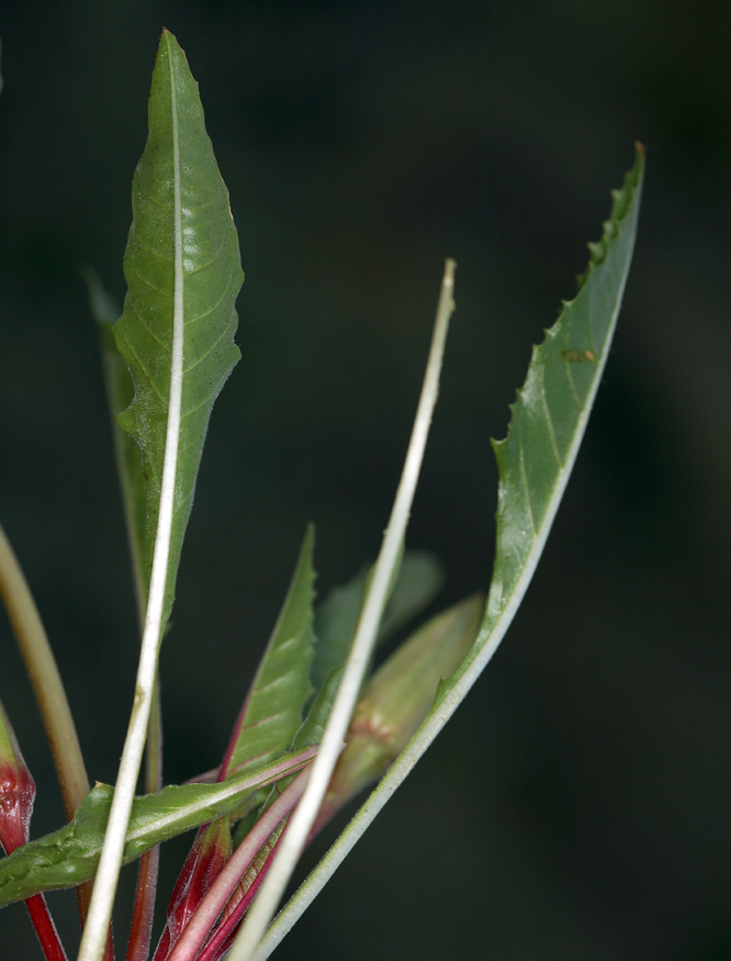 Imagem de Oenothera cespitosa subsp. marginata (Nutt. ex Hook. & Arn.) Munz