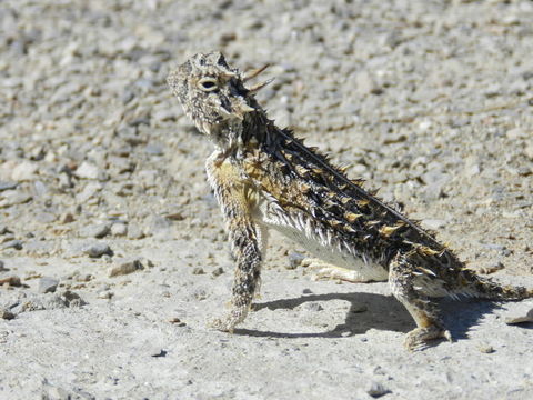 Image of Texas Horned Lizard