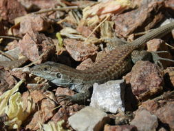 Image of Chihuahuan spotted whiptail